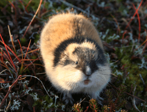 lemming